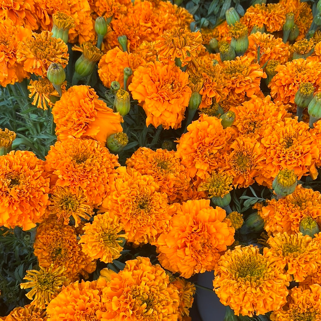 Cempasúchil Bouquet – XOCHI’S GIFT SHOP